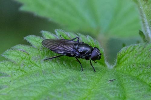 Cheilosia antiqua